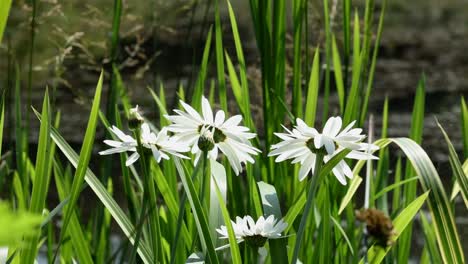 backlit daisies and other vegetation at edge of a pond in early summer. uk