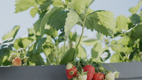 disparo: racimos de fresas maduras cuelgan de una cama de alta inclinación holandesa