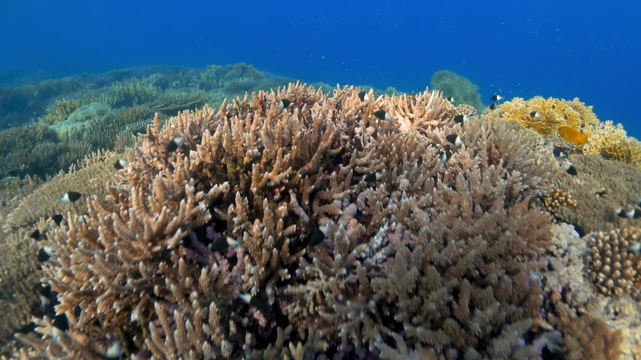 카메라가 가까이 오면 작은 검은색과 흰색 물고기 두신이 산호 속에 숨어 있습니다.