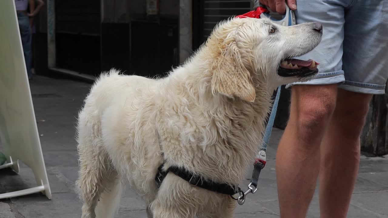카메라를 바라보는 행복한 습한 애완동물 개의 근접, 주인과 함께 서서 을 흔들고 러드를 받기 위해 돌아갑니다.