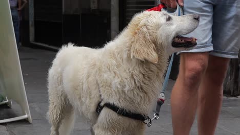 close up shot of happy damp pet dog looking at the camera, stood with his owner then turning to be given a treat and wagging its tail