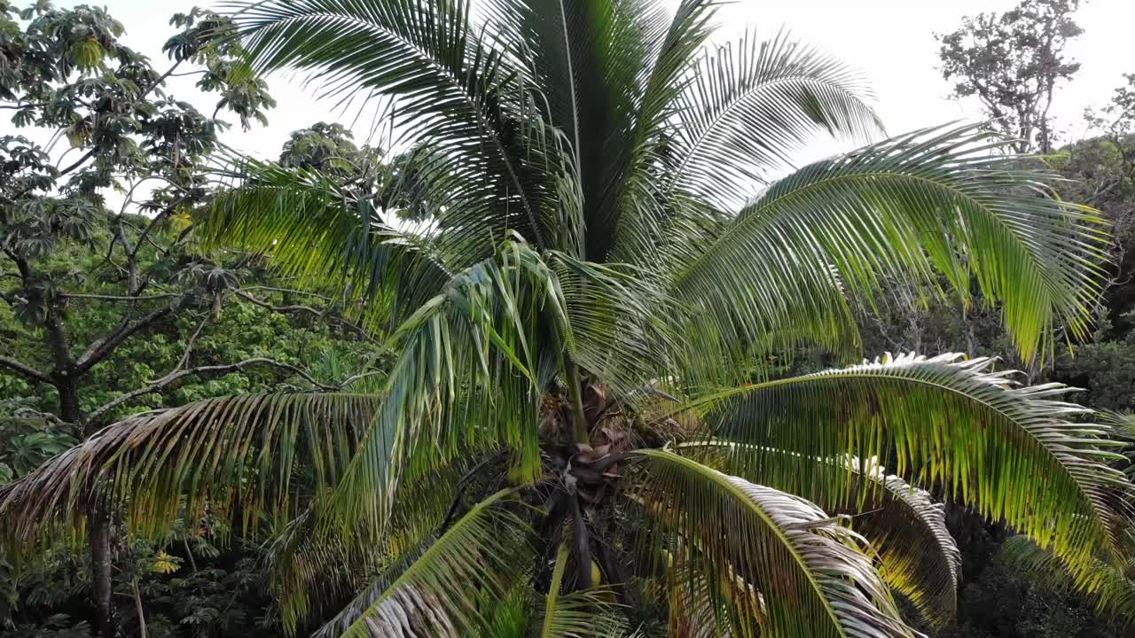 volar hacia atrás desde el dosel de la jungla en hawaii puna