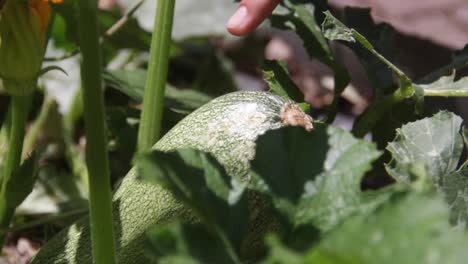 big chayote form part of an urban garden