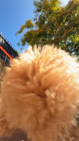 dog walking in a sunny city park
