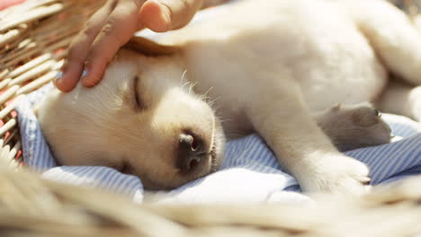 close-up view of a caucasian girl hand petting a white labrador puppy while it is sleeping in a basket in the park