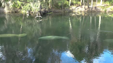 Una-Agregación-De-Manatíes-En-Blue-Springs-Florida