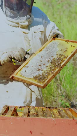 a beekeeper inspects a honeycomb frame full of bees