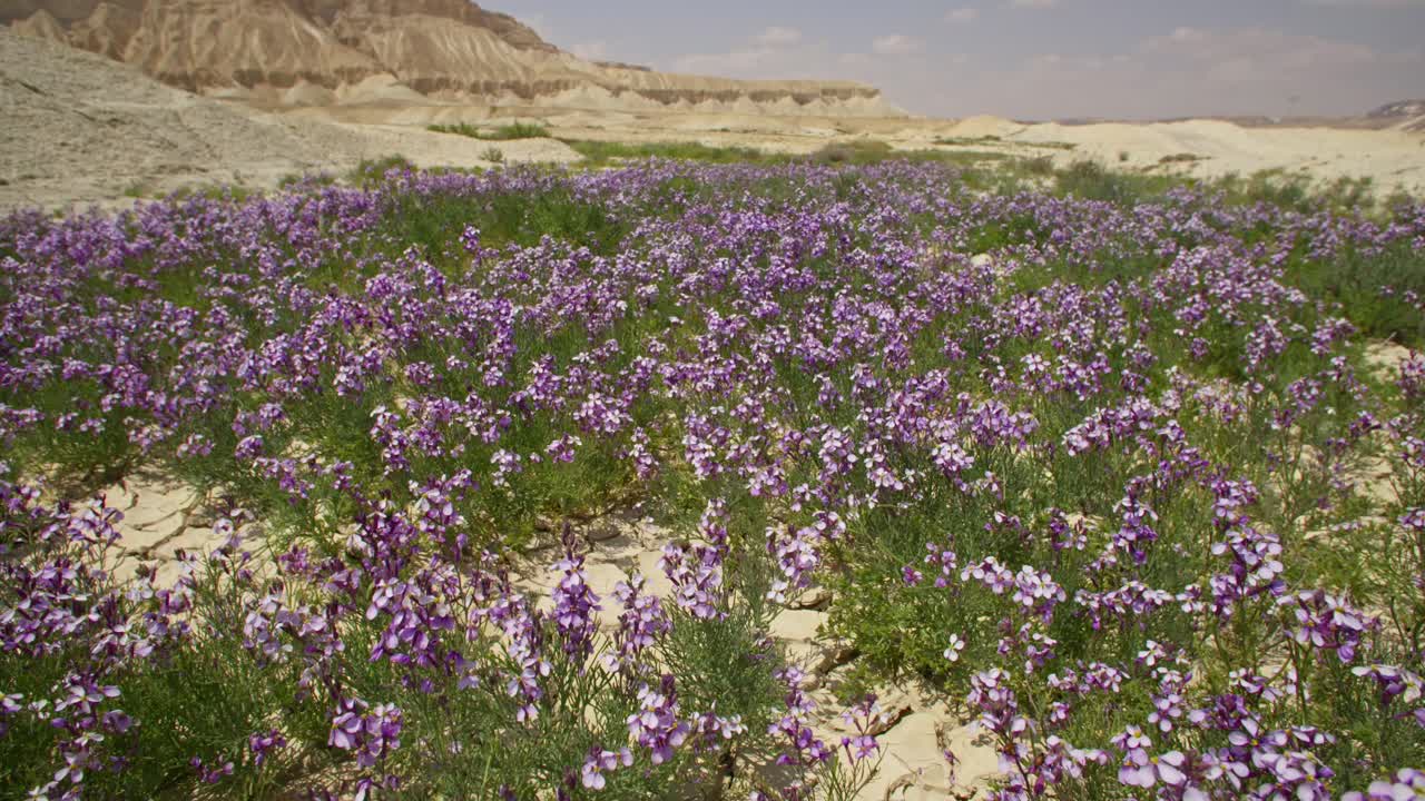 A brief spring bloom in the western Negev plains
