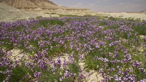 a brief spring bloom in the western negev plains