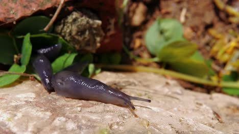 close up of two black slugs creeping together in line, on top of rock, slow motion