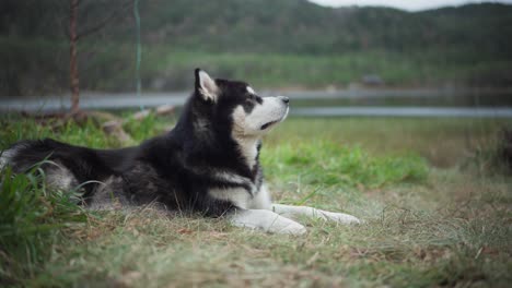 an alaskan malamute peacefully lounging by the lakeshore, set against the backdrop of a majestic mountain range in hildremsvatnet, trondelag county, norway - close up