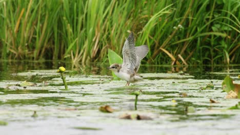 el charrán negro del bebé aletea las alas tratando de despegar del nenúfar en el río