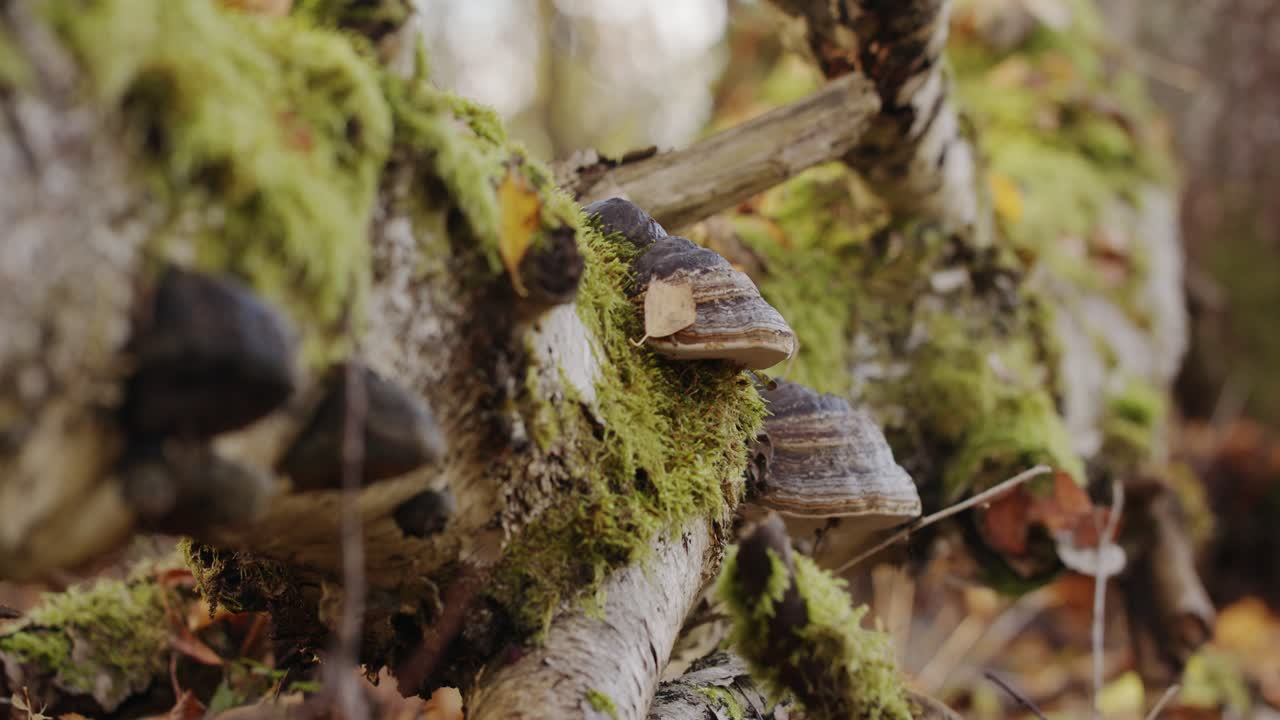 Fungo dell'albero