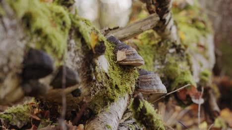 Tree-fungus