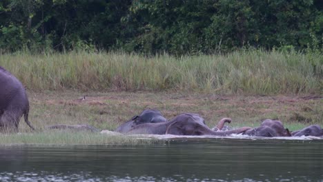 los elefantes asiáticos están en peligro y esta manada se divierte jugando y bañándose en un lago en el parque nacional khao yai