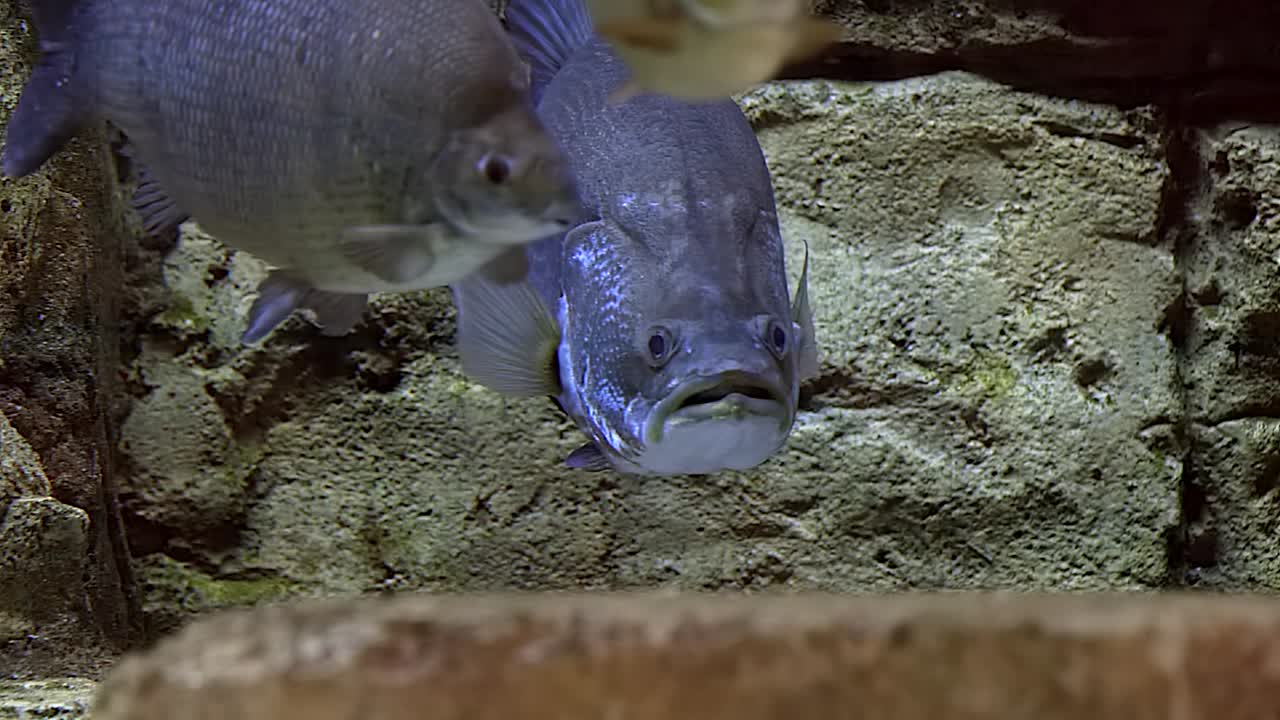 A Mekong Giant Catfish (Pangasianodon gigas) rests and other fish swim. Fixed shot