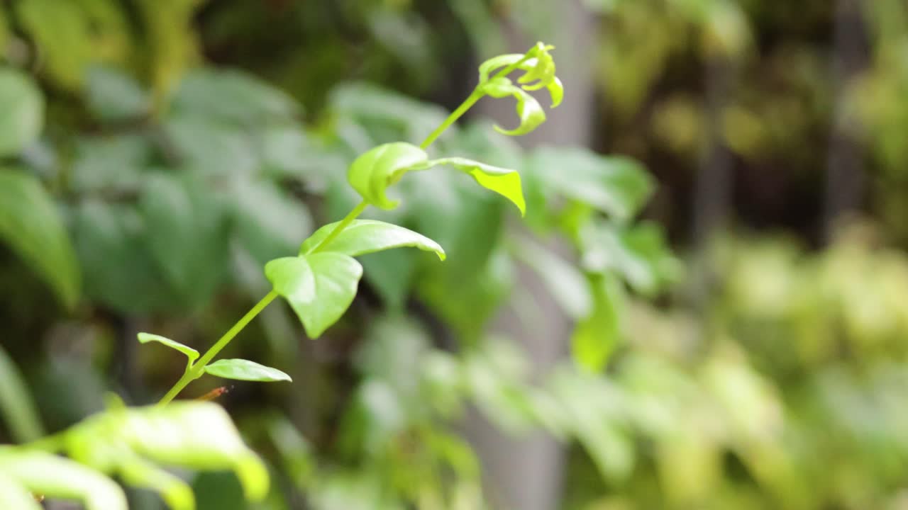 바람 에 움직이는 잎 의 클로즈업