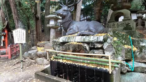 nara park shrine for the deers