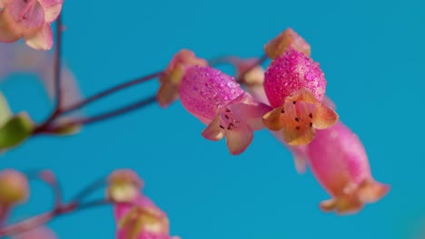 this enchanting scene captures the radiance of a kalanchoe plant bathed in sunlight, nestled amidst lush green grass under a canopy of clear, azure skies