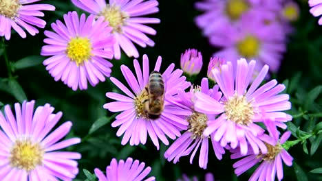 bee collecting pollen from flower