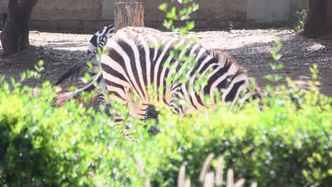 Primer-Plano-De-Cebra-Dentro-De-Un-Parque-Zoológico