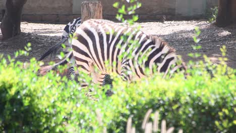 primer plano de cebra dentro de un parque zoológico