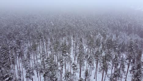 mystical winter wonderland: a drone's view of a foggy forest