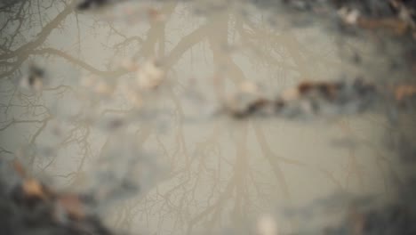 árbol-Muerto-En-Reflejo-De-Charco-En-El-Cementerio