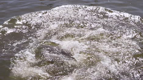 Three sea lions into the water, two of them swim away, Punta del Este, Uruguay
