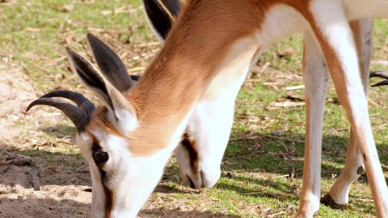 Vista teleobiettivo sulle teste di giovani antilopi springbok maschi che pascolano sull'erba