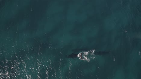 Antena-De-Ballenas-Nadando-En-Aguas-Turquesas-Cerca-De-Dunsborough,-Australia-Occidental