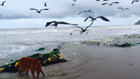 Fischernetz-Mit-Toten-Fischen-Und-Seevögeln-An-Land-Gespült