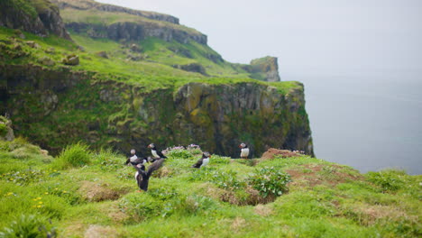 Acantilados-Verdes-Con-Colonia-De-Frailecillos-Atlánticos-Cerca-De-Madrigueras-De-Cría,-Escocia