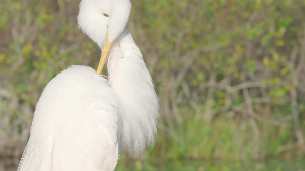 снимок белой цапли во весь рост с наклоном вверх