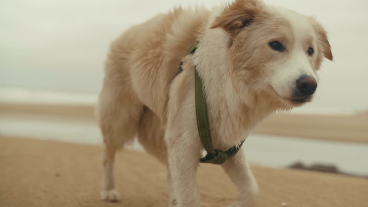 perro al aire libre en la playa camina hacia su dueño