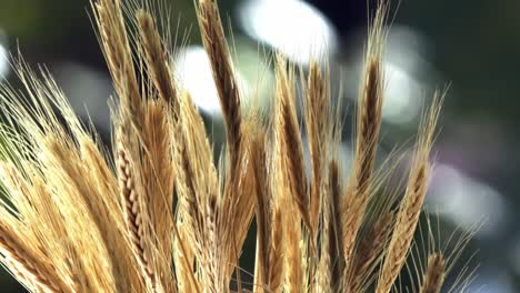 cámara lenta de un campo de trigo en una sesión macro