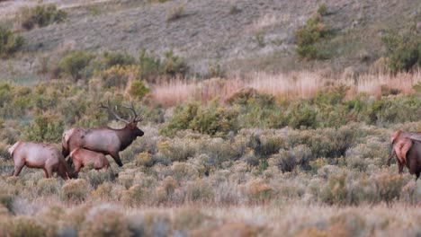 Wapitibullen-Im-Herbst-In-Montana