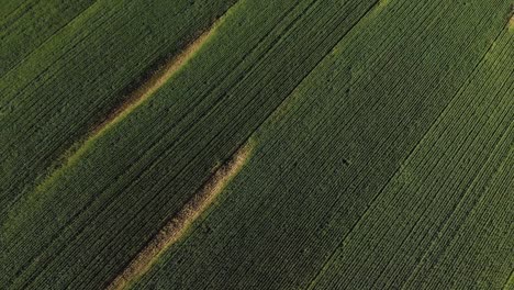 General-view-of-countryside-landscape,-drone-view