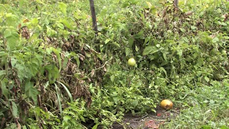 Mittlere-Aufnahme-Von-Urban-Gardening-In-Detroit,-USA