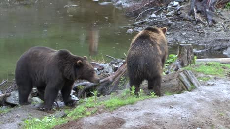 angry black bears fighting on a rainy day in alaska