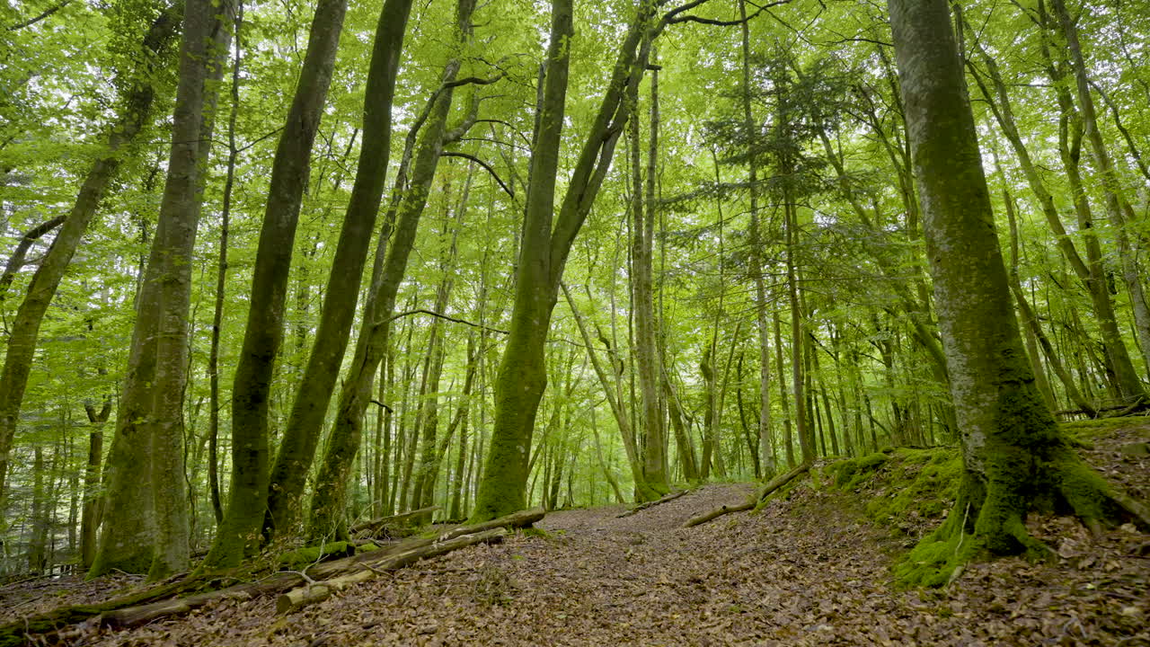 camino verde del bosque