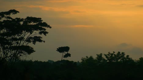 sunset casting a warm glow over a silhouette of dense tropical forest