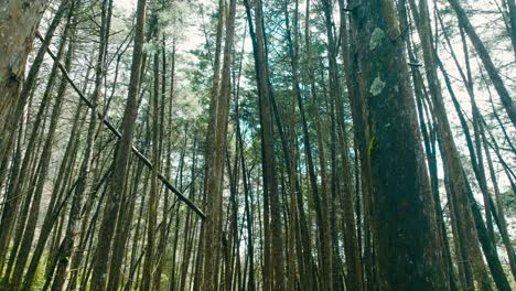 Upward-stabilized-shot-in-a-forest-of-thin-trees-and-green-vegetation