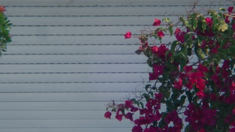 Pink bushes by the garage door shutter.