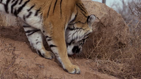 tiger finding scrap piece of meat on ground - picks it up and shakes it in mouth