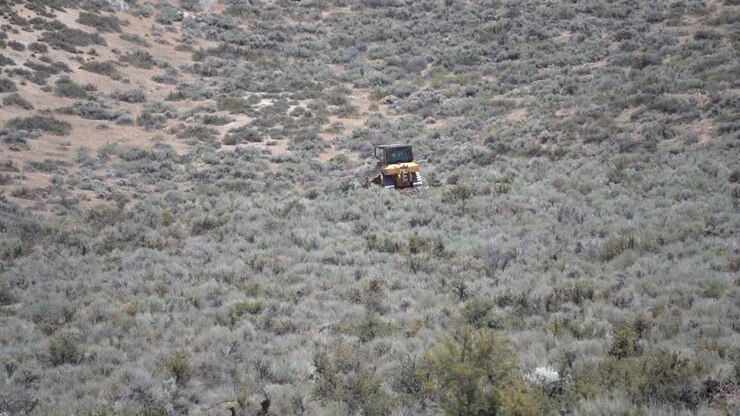 Bulldozer attraversa una grande foresta