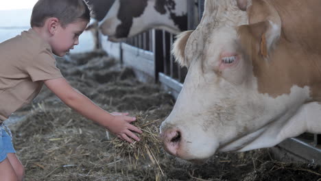 Caucasian-Little-Boy-Enjoys-Feeding-A-Large-Cow-With-Hay-Inside-A-Pen-In-A-Barn