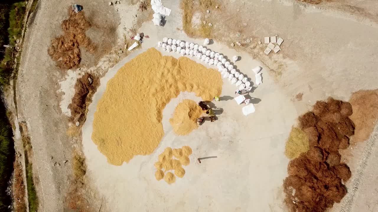 노동자들은 여름의 화창한 날 현미와 포장 제품을 흰색 패키지에 담는다