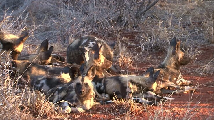 Group of nine African Wild dogs gathering in evening light, lying in the grass and cleaning their fur