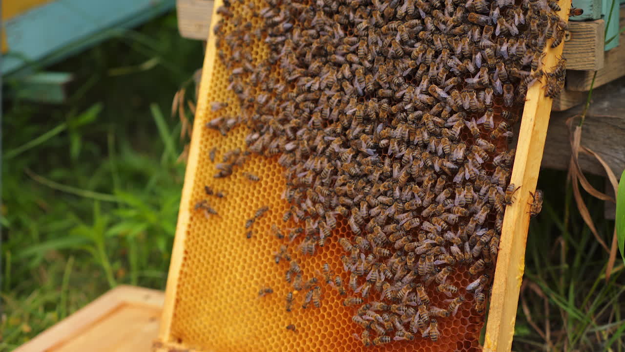 Honey insects crawling on a frame. Busy bees packing organic honey with bee wax on a frame outdoors. Honey production.